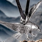 STERLING SILVER PENDANT EAGLE